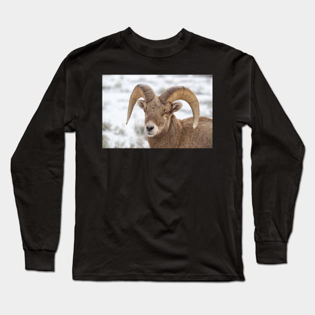 Big Horn Sheep Long Sleeve T-Shirt by StacyWhite